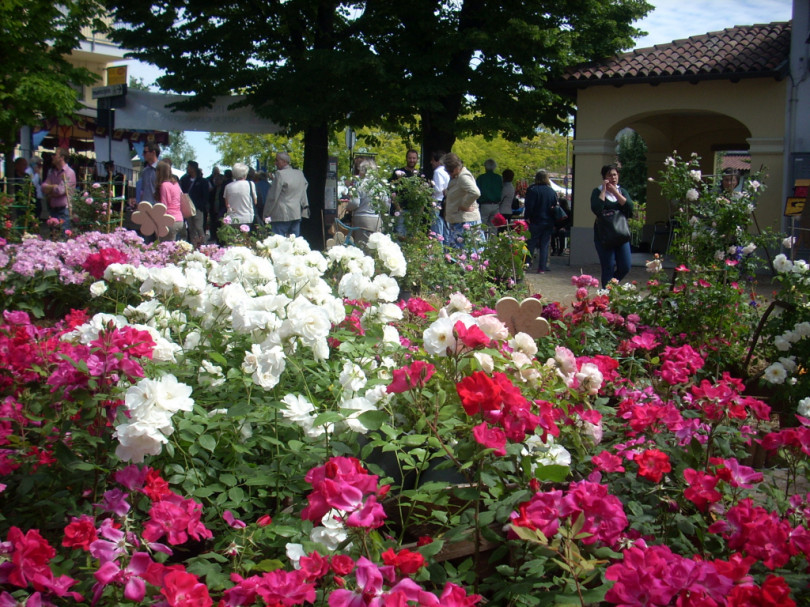 Coniolo Fiori slitta dopo l'estate